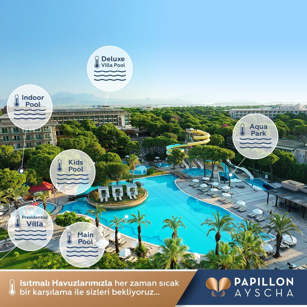 Papillon Ayscha — 6