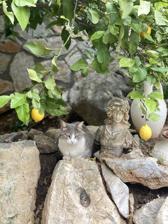 Hotel Villa Tokur — 4