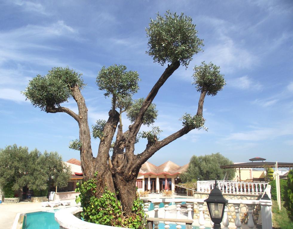 Alize Tatil Köyü — 3