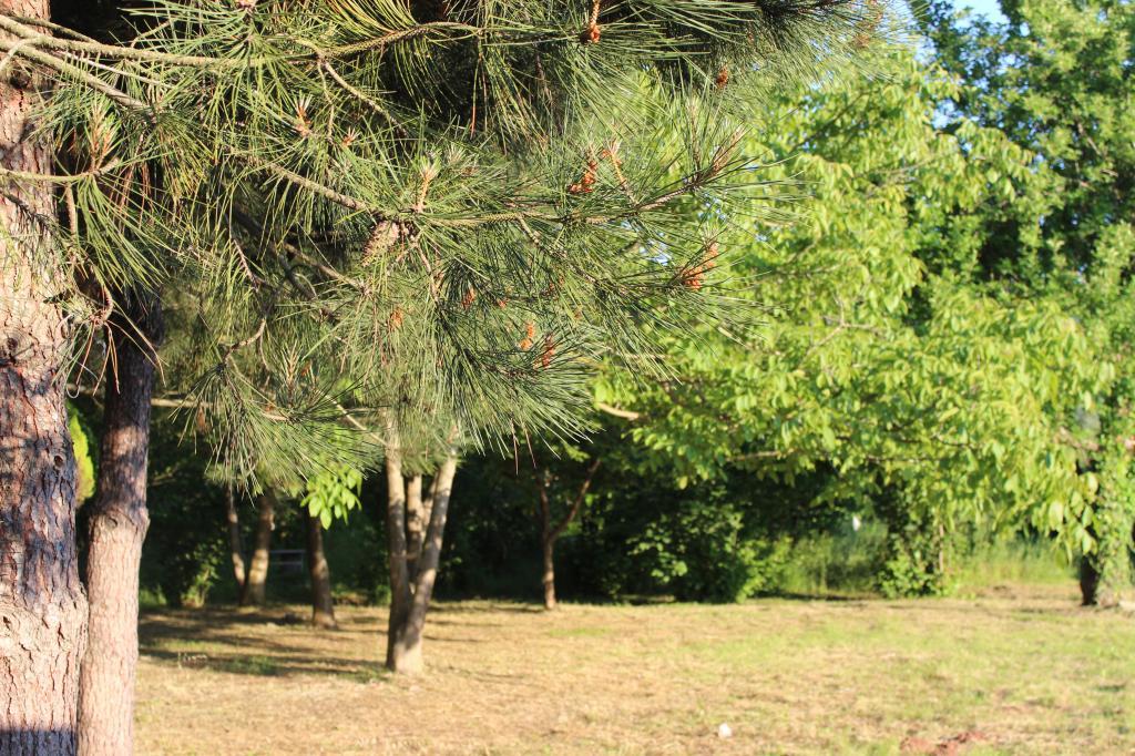 Çeşmi Çakraz — 2