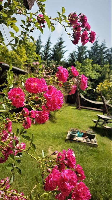 Ağva Himalaya Motel — 5