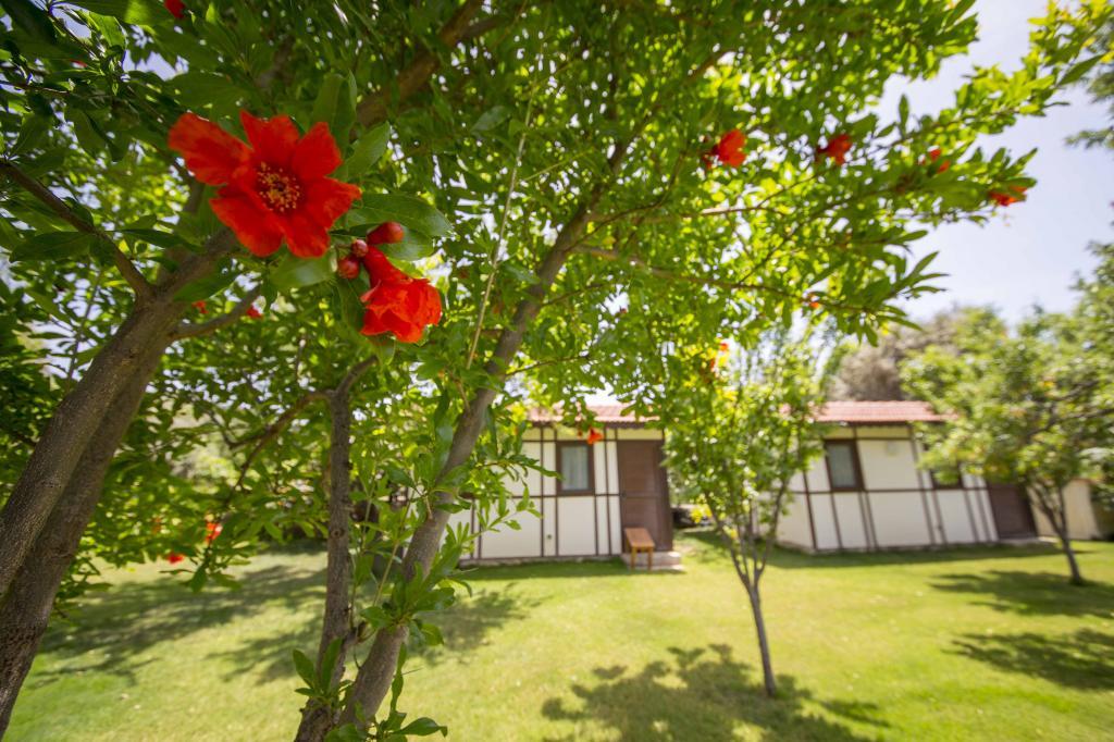 Bal Badem Bungalov — 4