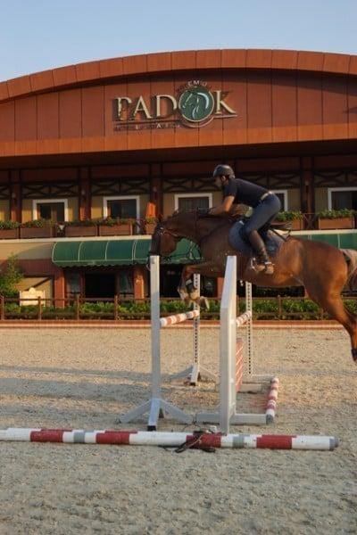 Padok Premium Hotel & Stables — 5