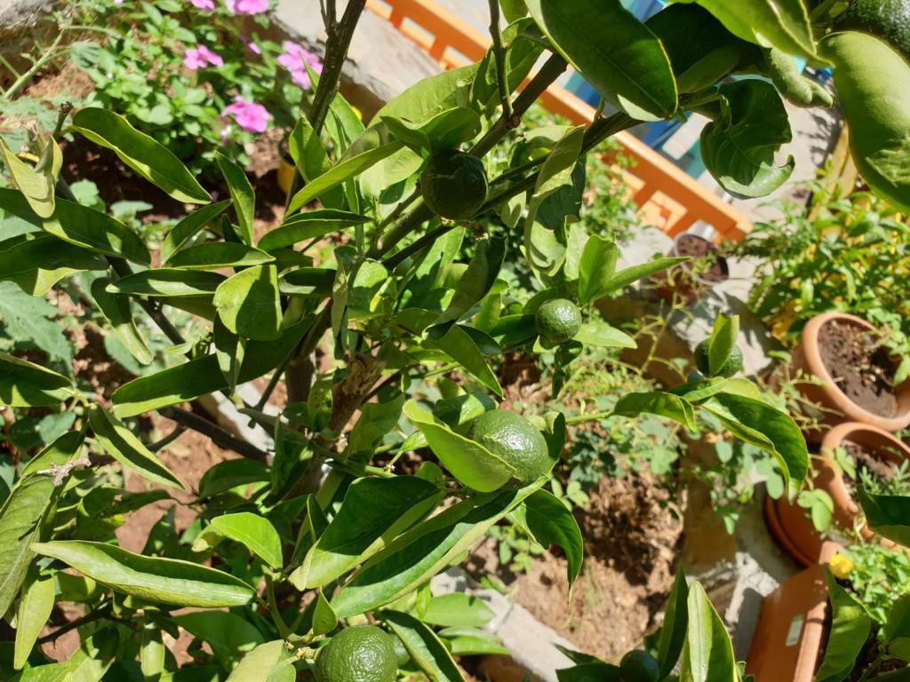 Limon Pansiyon Kaş — 9