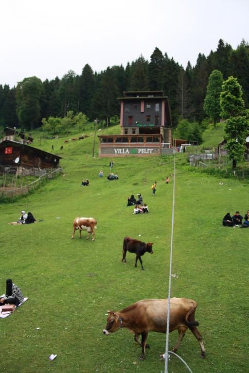 Ayder Villa de Pelit Hotel — 4