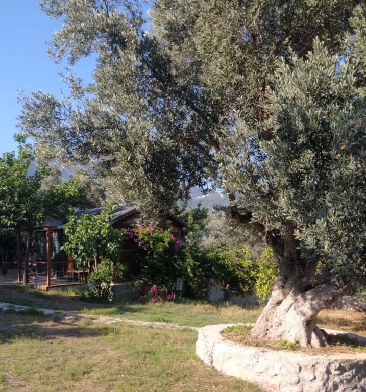 Bahar Bahçe Datça — 9