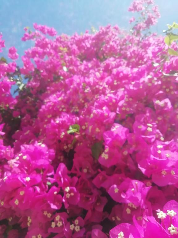 Bahar Bahçe Datça — 8
