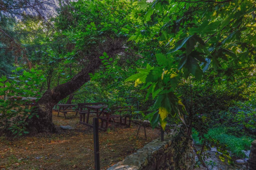 Kazdağı Kamp Zeytinli — 10