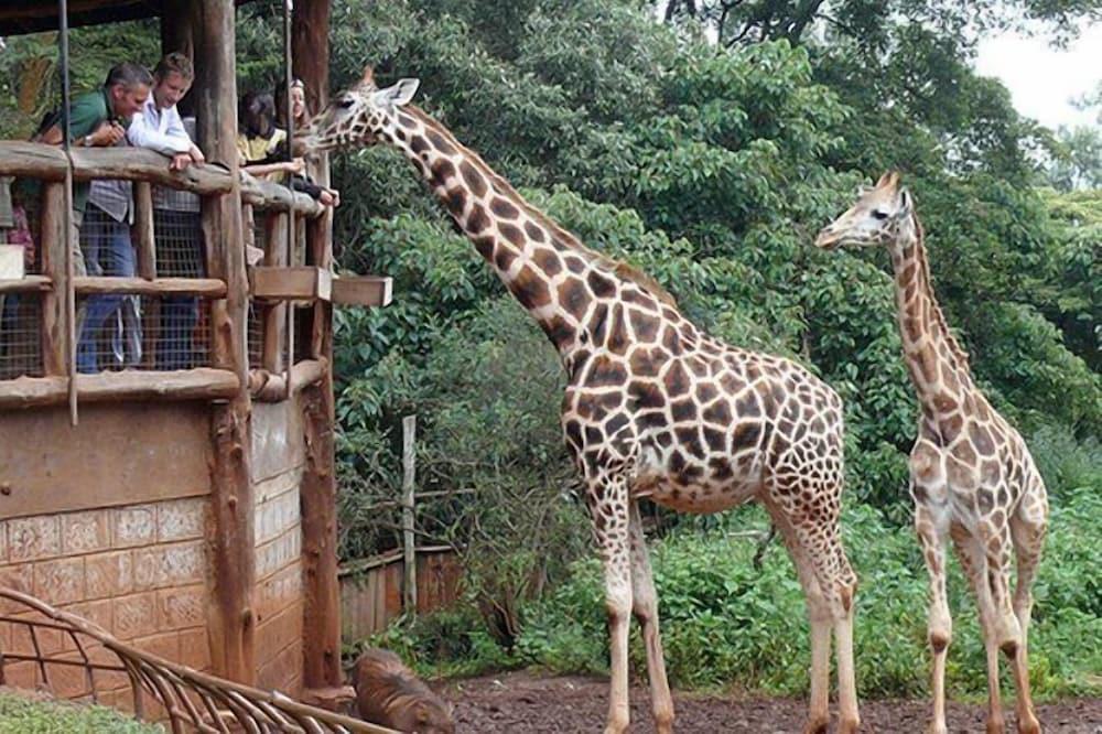 Boma Inn Nairobi 958945 — 5