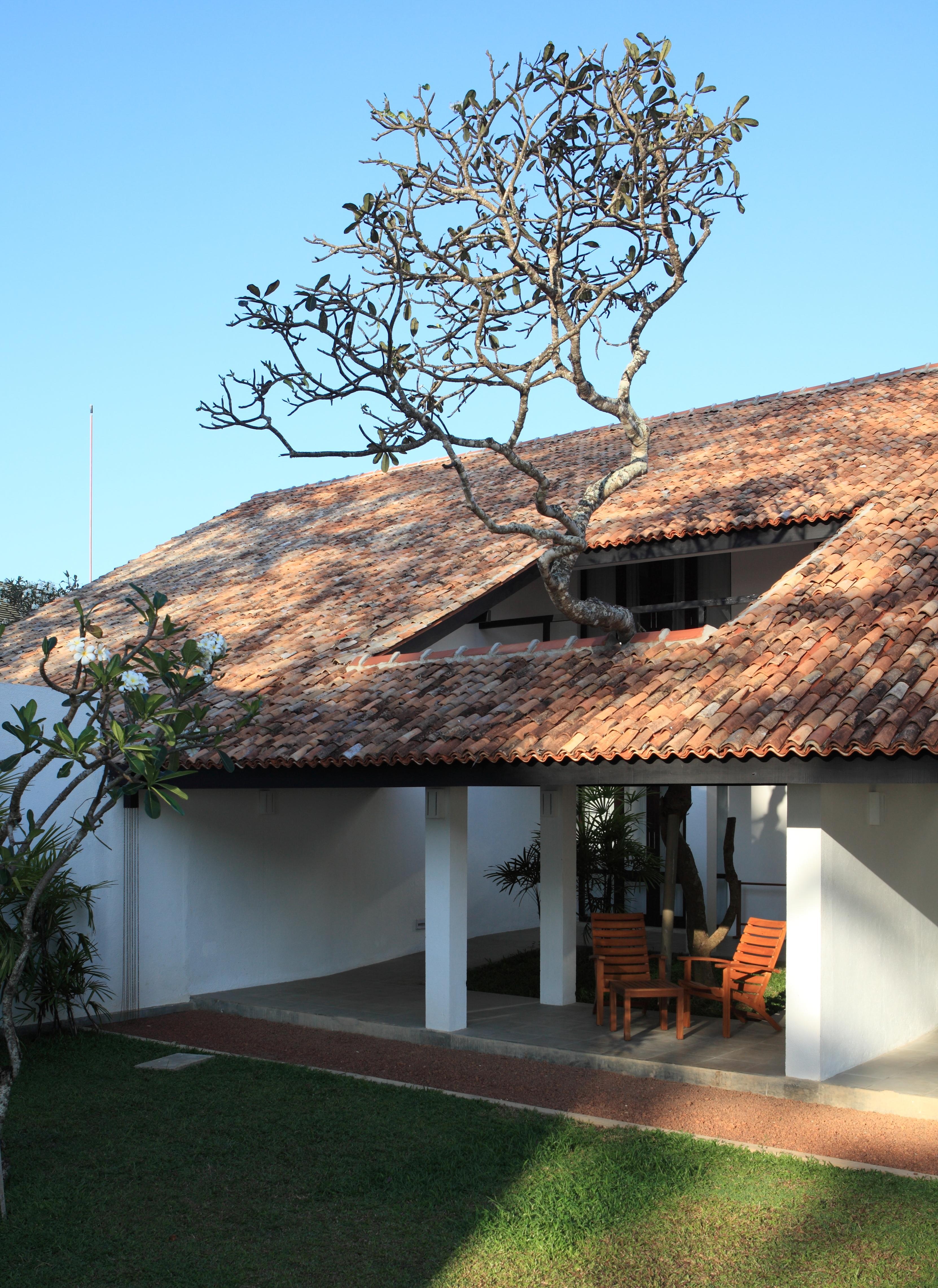 Thaala Bentota 99842 — 9