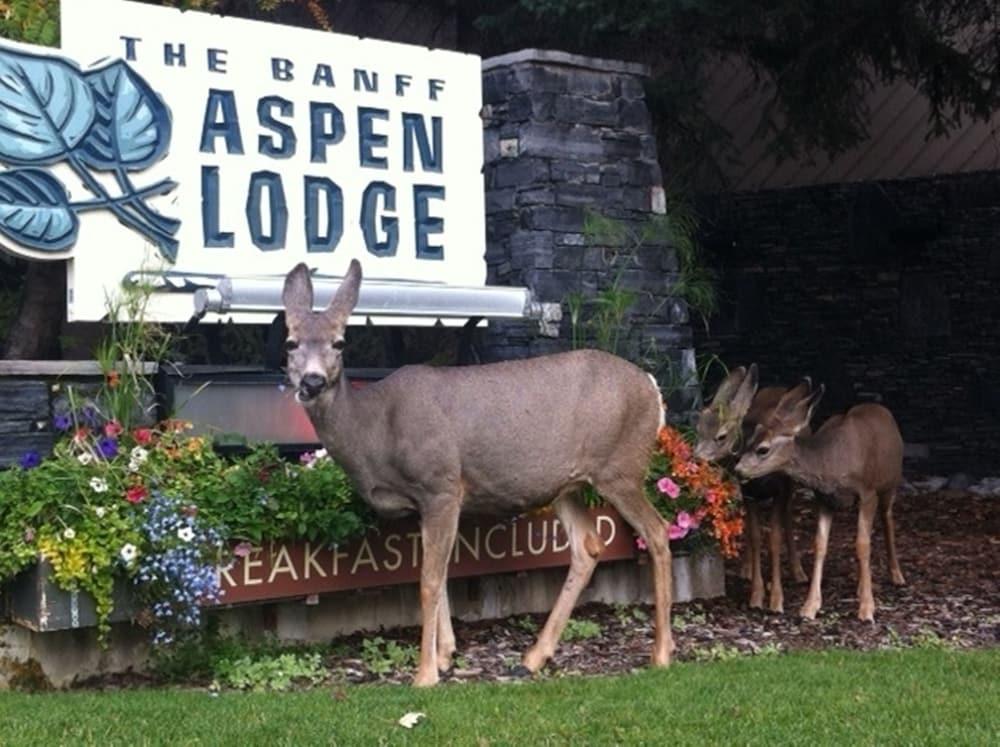 Banff Aspen Lodge 61044 — 10
