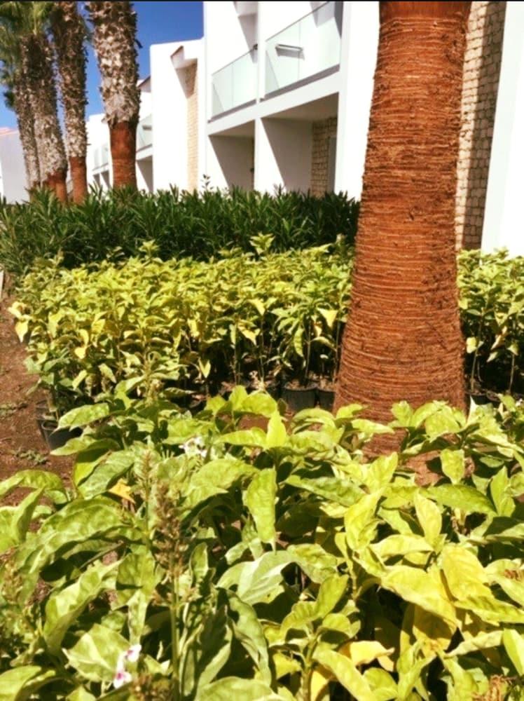 Robinson Club Cabo Verde - Adults Only 889305 — 5