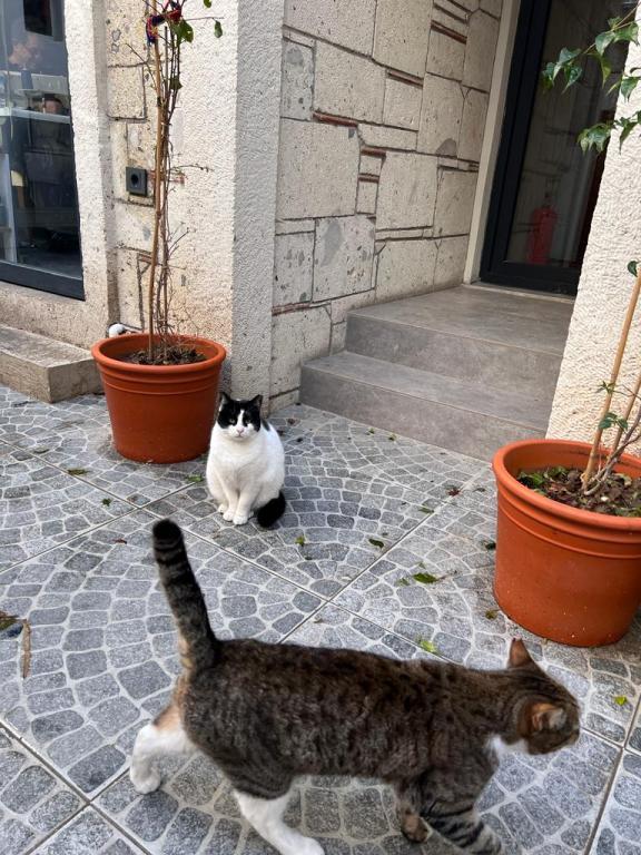 Alaçatı Palaçaki Butik Otel — 8