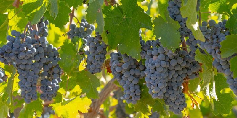 Bakucha Vineyard Hotel ve Spa — 2