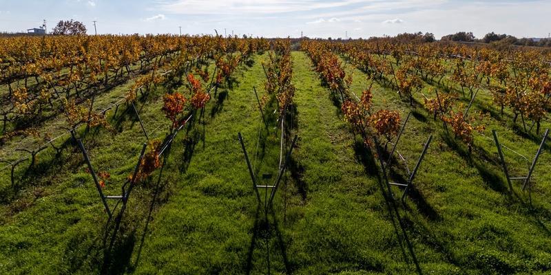 Bakucha Vineyard Hotel ve Spa — 5