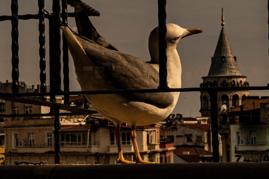 Galata M84 — 6