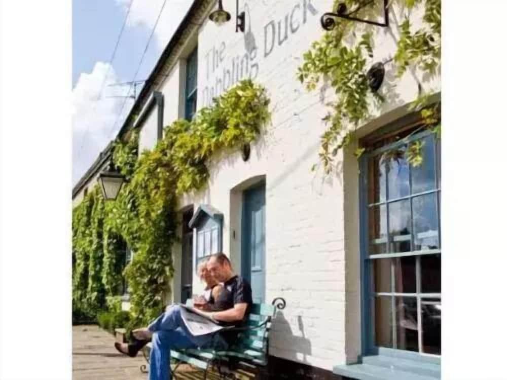 The Dabbling Duck